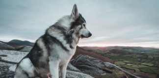 Fallece Odin, el perro que fue Verano en la primera temporada de Juego de Tronos