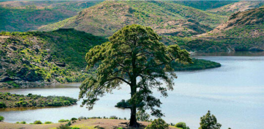 Exclusiva confirmada: ¡la segunda temporada de El Caballero de los Siete Reinos se grabará en Gran Canaria!